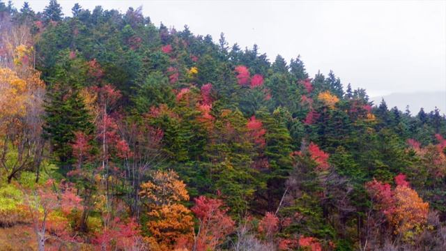 400. ♫. "Осенний вальс" - соло на скрипке Тигран Петросян, музыка Паша Канторов, фото Камчатка смотреть онлайн