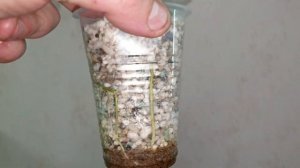 42 сенсации за 5 месяцев ! как выглядят детки спатифиллума сенсация