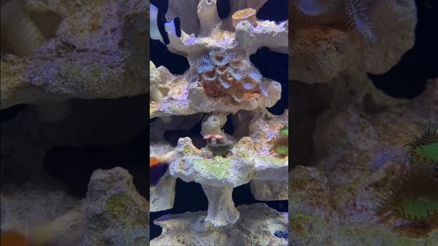 Морской аквариум смотреть онлайн