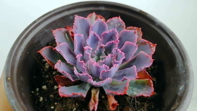 Echeveria Shaviana Neon Breakers Donsuculento