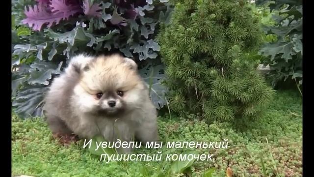Питомник шпицев "ГЕЙМ ТАЙМ" Сказка про ВОЛШЕБНУЮ КАПУСТУ! смотреть онлайн