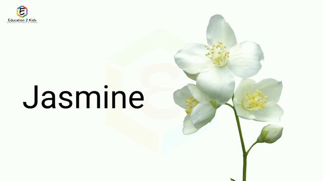 Flowers Name, 10 Flowers Name, Flower, Flowers Name For Kids