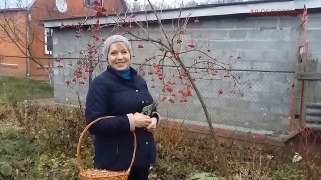 Калина в саду. Главный секрет ягоды калины. смотреть онлайн