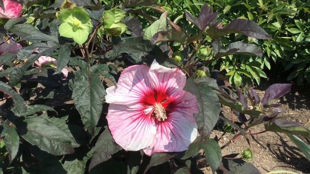 Rose Mallow SUMMERIFIC® 'CHERRY CHOCO LATTE' Hibiscus | www.gardencrossings.com смотреть онлайн