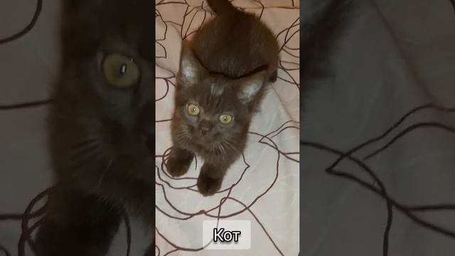 Шоколадные и лиловые шотландские котята смотреть онлайн
