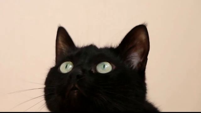 ? Мяуканье ЗВУКИ ДЛЯ КОШЕК - ЛУЧШЕЕ для КОТОВ смотреть онлайн