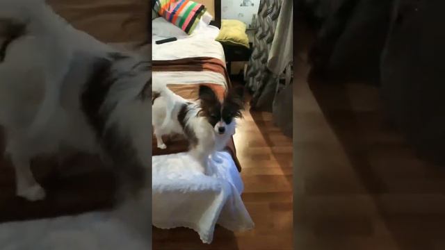 Континентальный спаниель Папийон Мика генератор положительных эмоций )