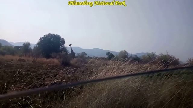 Pilanesberg National Park in South Africa смотреть онлайн