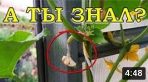 Почему у ОГУРЦОВ засыхают и опадают завязи?