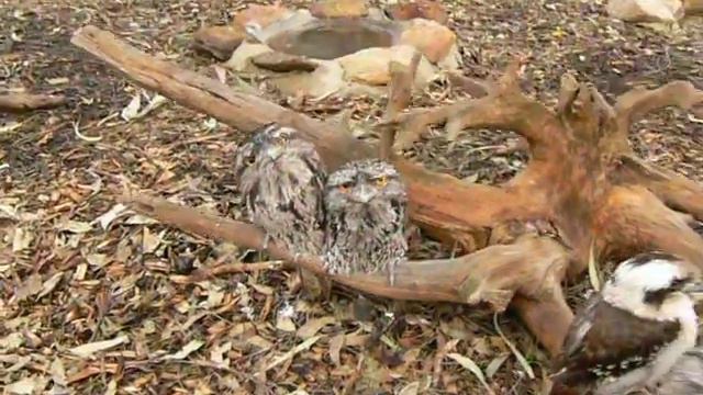 Featherdale Wildlife Park, стеклянные глаза смотреть онлайн