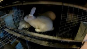 Кролики Белый Паннон 3 месяца.