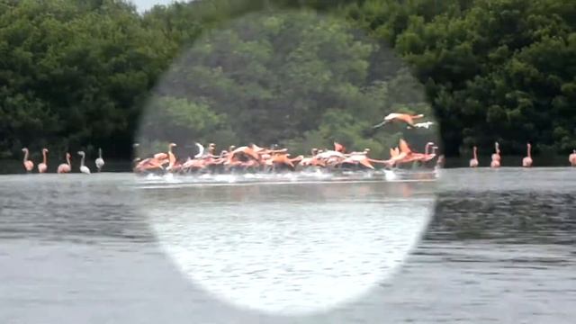 РОЗОВЫЕ ФЛАМИНГО (о.Куба) !!! смотреть онлайн