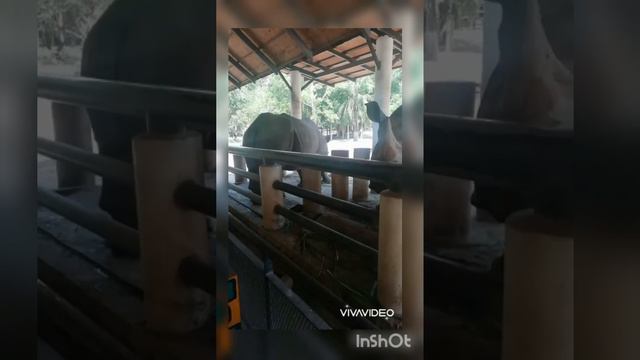 Тайланд. ЗООПАРК КХАО КХЕОPATTAYA-CITY » ДОСТОПРИМЕЧАТЕЛЬНОСТИ В ПАТТАЙЕ смотреть онлайн