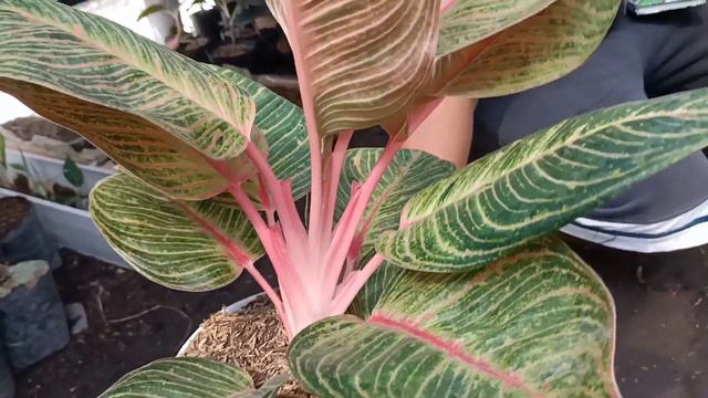 AGLONEMA TERBARU di KEBUN ARANA смотреть онлайн