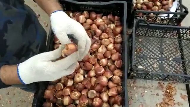 Чистить ли луковицы тюльпанов? смотреть онлайн