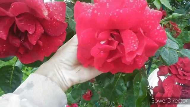 Моя любимая Дача 23.06.2020 . Мои шикарные розы. смотреть онлайн