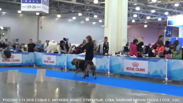ВЫСТАВКА "РОССИЯ 2018" КАВКАЗСКИЕ ОВЧАРКИ, СУКИ, ЧЕМПИОНЫ. www.r-risk.ru +79262205603 смотреть онлайн