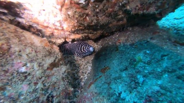 Gymnomuraena zebra morena tigre смотреть онлайн