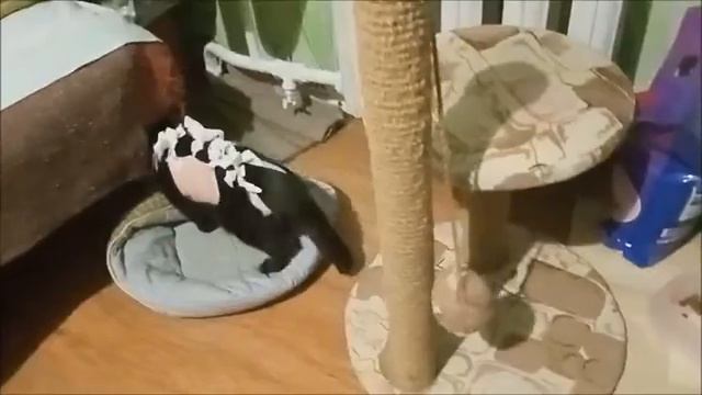 Котята после стерилизации 13 10 20 и 16 10 20 смотреть онлайн