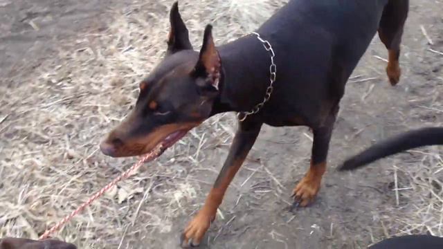 Arsinoe and Arevik смотреть онлайн