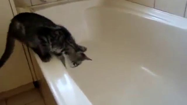 Кот упал в ванную :) смотреть онлайн