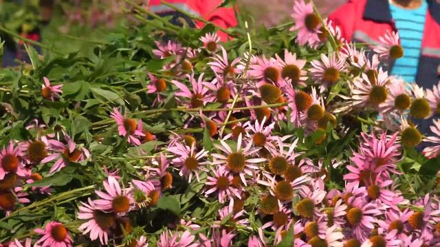 Сбор урожая на Алтае | Эхинацея | «Вистерра» смотреть онлайн