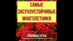 Самые засухоустойчивые многолетники!