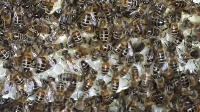 Заселение колоды 4, через 25 дней смотреть онлайн