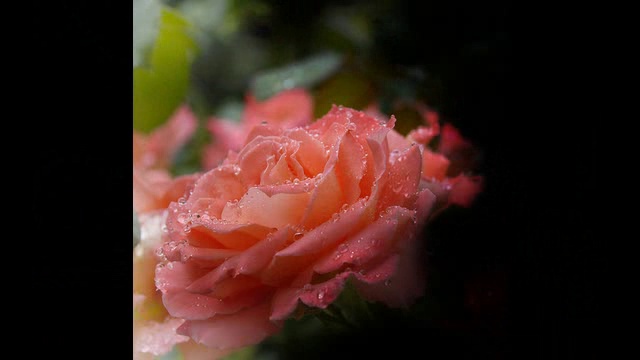 ЦВЕТЫ ЛЮБВИ смотреть онлайн