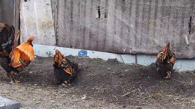 Поёт Павловский Петух и Курочки Рябы Pavlov Rooster Singing смотреть онлайн