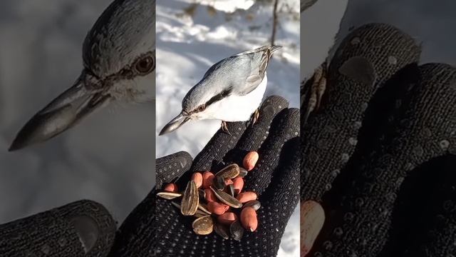 Обыкновенный поползень #дубль 6 смотреть онлайн