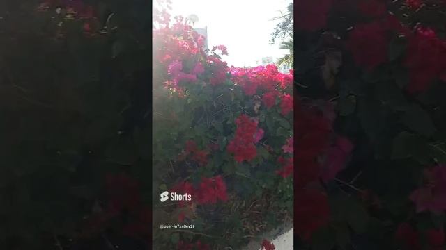 Кипр, Лимасол, цветы