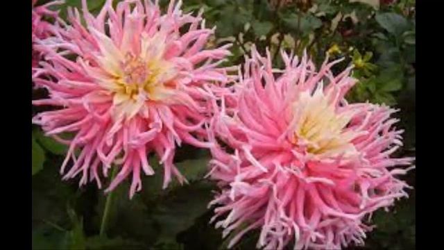 #Георгин #Цветы садовые70 Декоративные растения смотреть онлайн