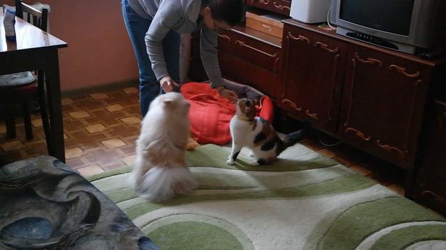 Дрессировка шпица и кошки смотреть онлайн