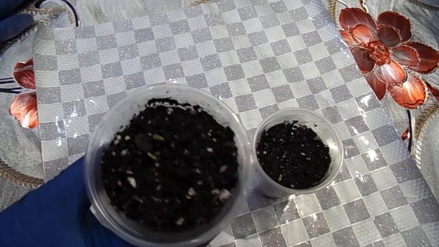 УРА!!!ПЕРВЫЕ ВСХОДЫ НИВЯНИКА НА ПЯТЫЙ ДЕНЬ ПОСЛЕ ПОСЕВА. смотреть онлайн