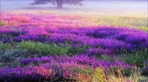 Над долиной стелится туман