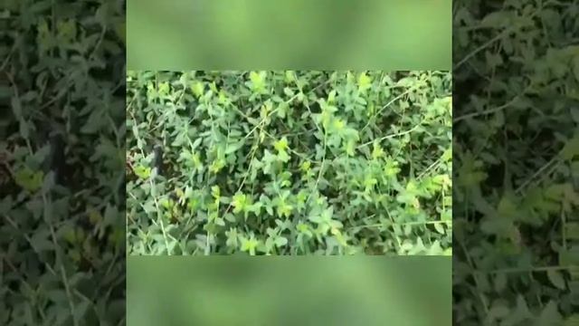 Рассад и саженцы клюквы смотреть онлайн