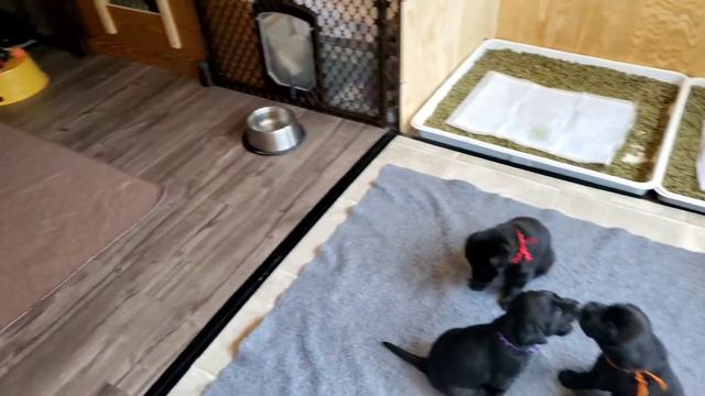 Litter Pan Training Newborn Puppies ~ 90+% Success Rate ~ Simple ~ Odor Free смотреть онлайн