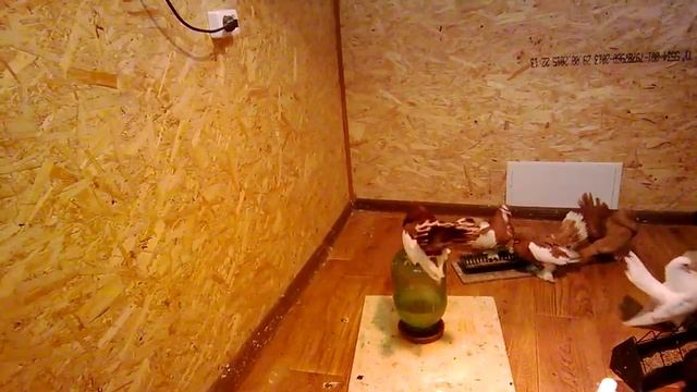 Голубь или голубка?