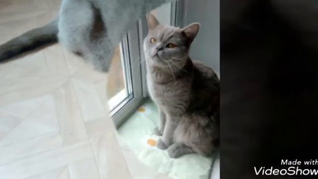 Клип про Моего Кота смотреть онлайн