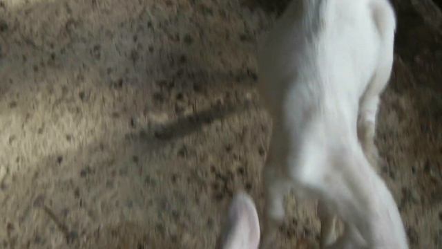 Обезроживание коз. смотреть онлайн