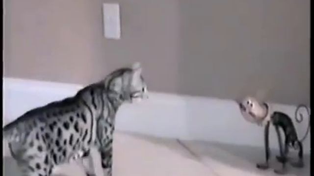 Кот взлетел от испуга смотреть онлайн