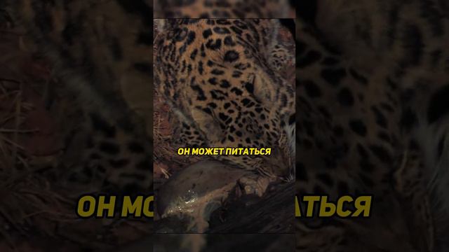 Самая редкая кошка в мире #животные #природа смотреть онлайн