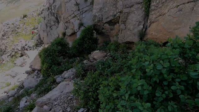 Şifalı Otlar, Filiskin Otu, Yabani Nane, Pung, Yarpuz Otu, Mentha pulegium, medicinal plants смотреть онлайн