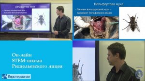 Паразитология. Лекция 3. Насекомые