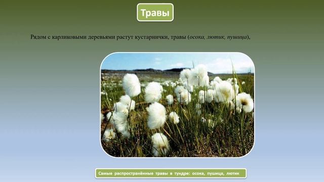 Растительный мир зоны тундры география 7 кл смотреть онлайн