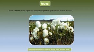Растительный мир зоны тундры география 7 кл