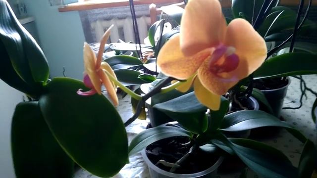 Моя Песня прибоя! Распущенный цветонос.My Surf Song! смотреть онлайн