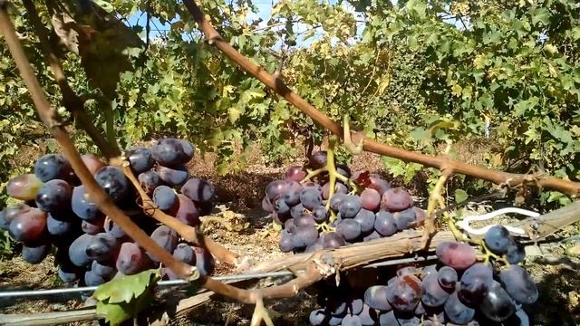 Виноград Улыбка (Винк) смотреть онлайн