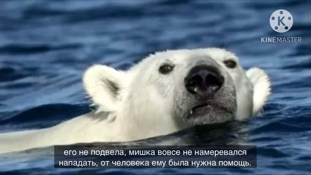 Белый медведь преследовал мужчину. То что случилось дальше просто невероятно! смотреть онлайн